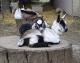 Celebrate All Things Goat At The 4th Annual Goat Festival